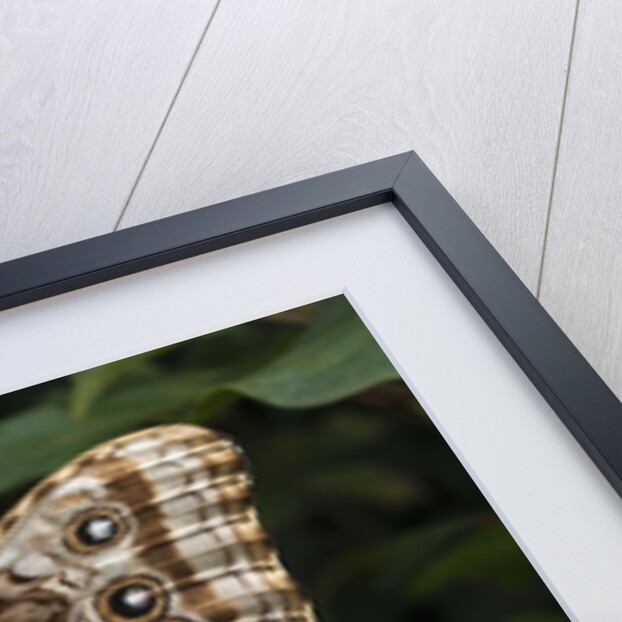 Peleides Blue Morpho (Morpho peleides limpida) by Anonymous