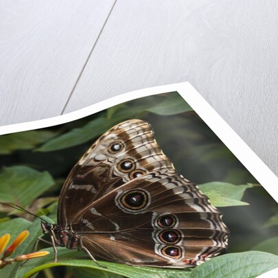 Peleides Blue Morpho (Morpho peleides limpida) by Anonymous