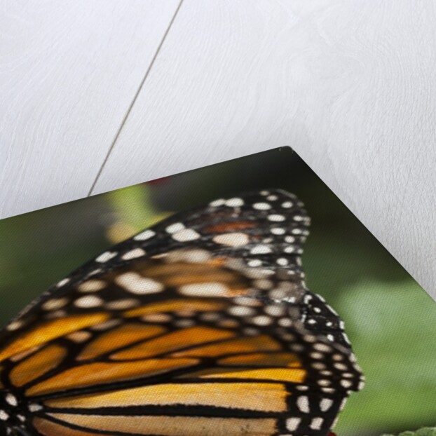 Monarch butterfly (Danaus plexippus) by Anonymous