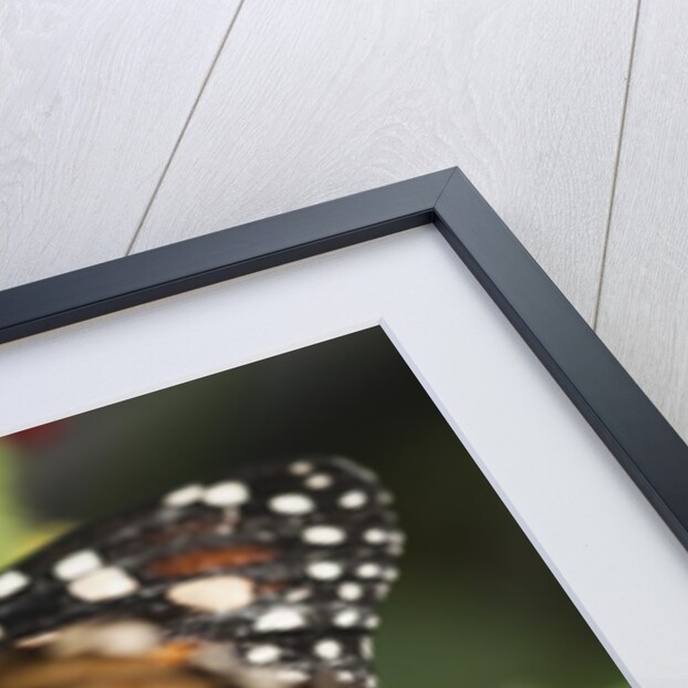 Monarch butterfly (Danaus plexippus) by Anonymous