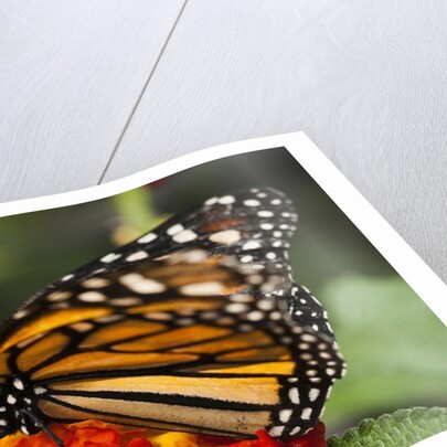 Monarch butterfly (Danaus plexippus) by Anonymous