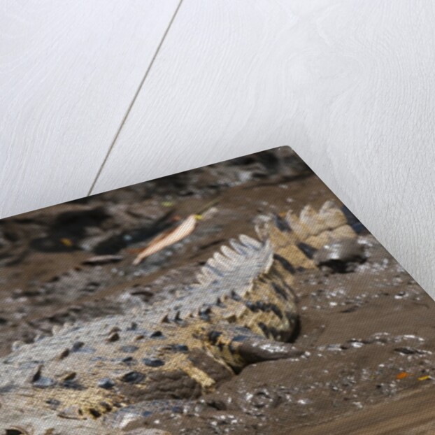 American Crocodile (Crocodylus acutus) by Anonymous