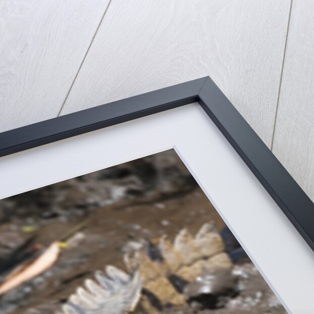 American Crocodile (Crocodylus acutus) by Anonymous