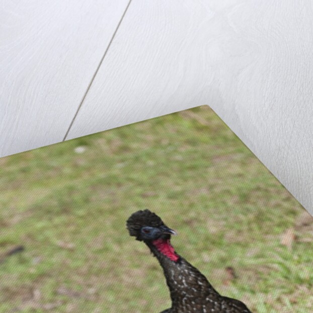 Crested Guan (Penelope purpurascens) by Anonymous