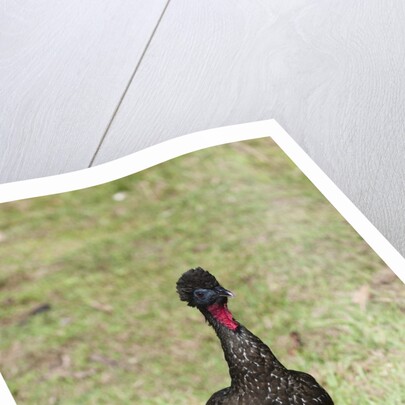 Crested Guan (Penelope purpurascens) by Anonymous