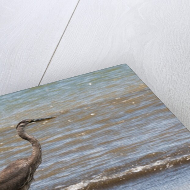 Great blue heron (Ardea herodias) by Anonymous