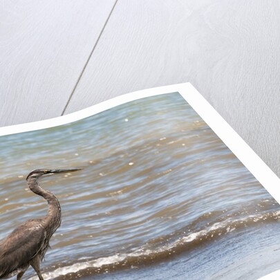 Great blue heron (Ardea herodias) by Anonymous