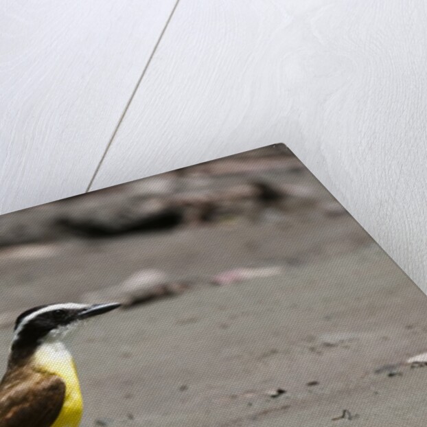 Great kiskadee (Pitangus sulphuratus) by Anonymous