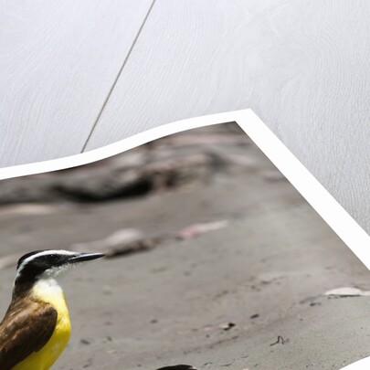 Great kiskadee (Pitangus sulphuratus) by Anonymous