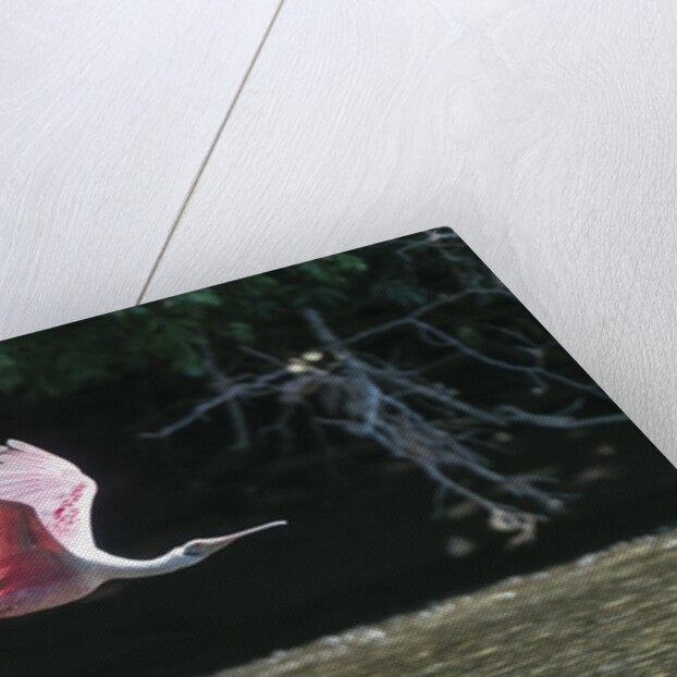 Roseate Spoonbill (Platalea ajaja) by Anonymous