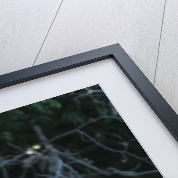 Roseate Spoonbill (Platalea ajaja) by Anonymous