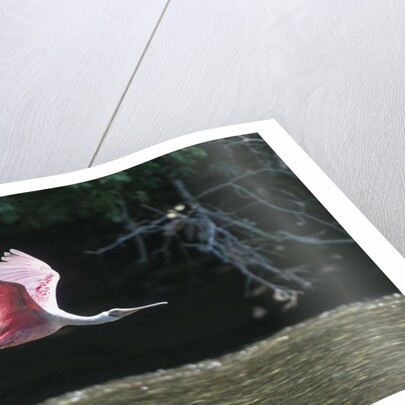 Roseate Spoonbill (Platalea ajaja) by Anonymous