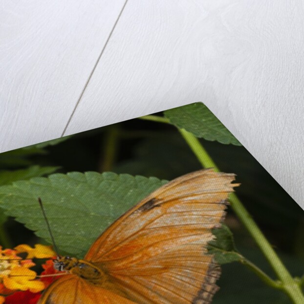 La Paz Waterfall Gardens by Anonymous