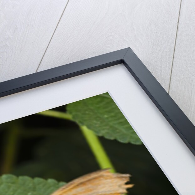 La Paz Waterfall Gardens by Anonymous