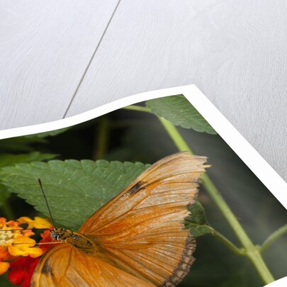 La Paz Waterfall Gardens by Anonymous