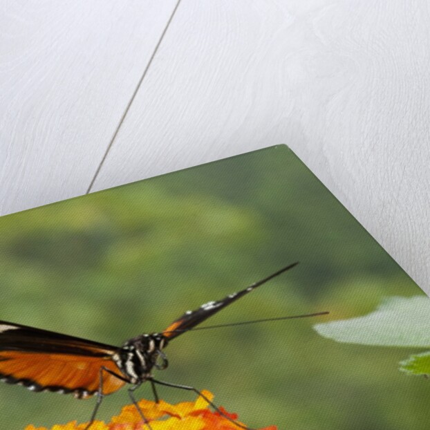 Tiger Longwing butterfly (Heliconius hecale zuleika) by Anonymous