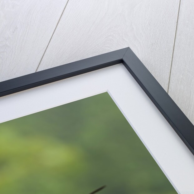 Tiger Longwing butterfly (Heliconius hecale zuleika) by Anonymous