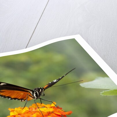 Tiger Longwing butterfly (Heliconius hecale zuleika) by Anonymous