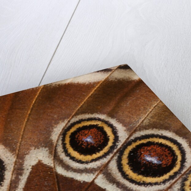 Ocelli of Peleides Blue Morpho (Morpho peleides limpida) by Anonymous