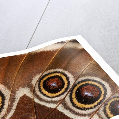 Ocelli of Peleides Blue Morpho (Morpho peleides limpida) by Anonymous