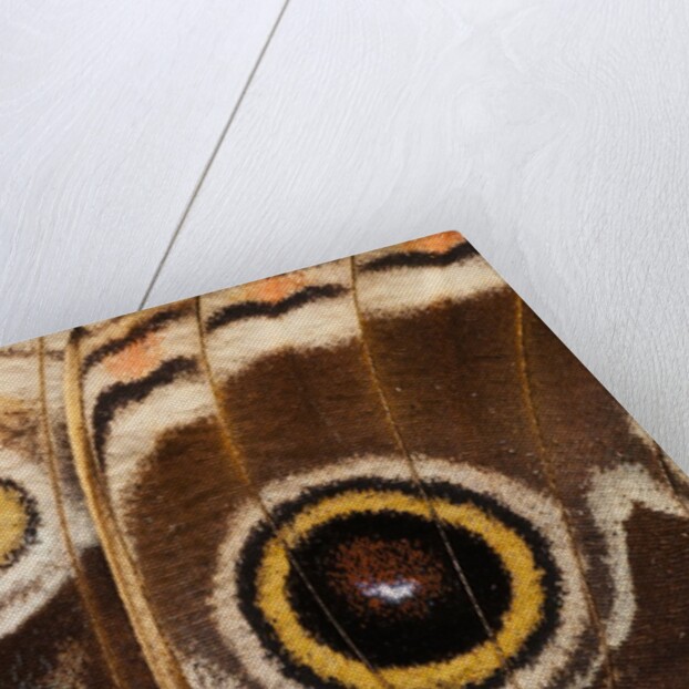 Ocelli of Peleides Blue Morpho (Morpho peleides limpida) by Anonymous