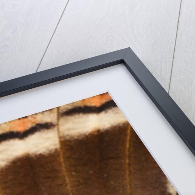 Ocelli of Peleides Blue Morpho (Morpho peleides limpida) by Anonymous