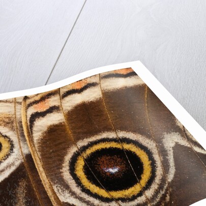 Ocelli of Peleides Blue Morpho (Morpho peleides limpida) by Anonymous