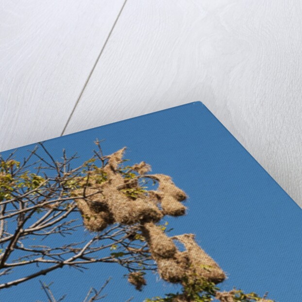 Oropendola nests hanging from tree by Anonymous