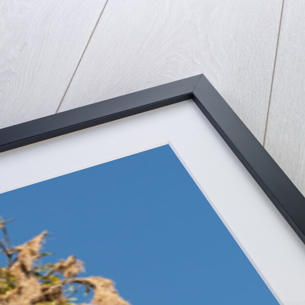 Oropendola nests hanging from tree by Anonymous
