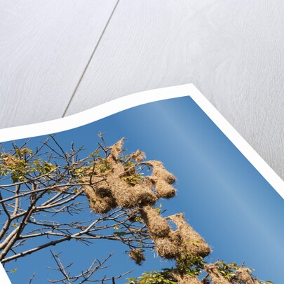 Oropendola nests hanging from tree by Anonymous