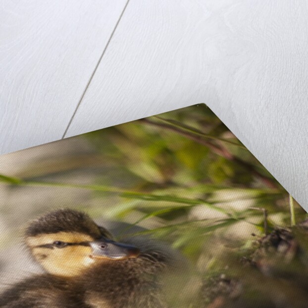 Duckling in undergrowth by Anonymous