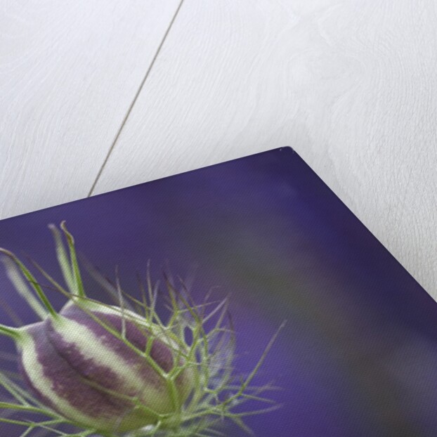 Nigella seedhead by Anonymous