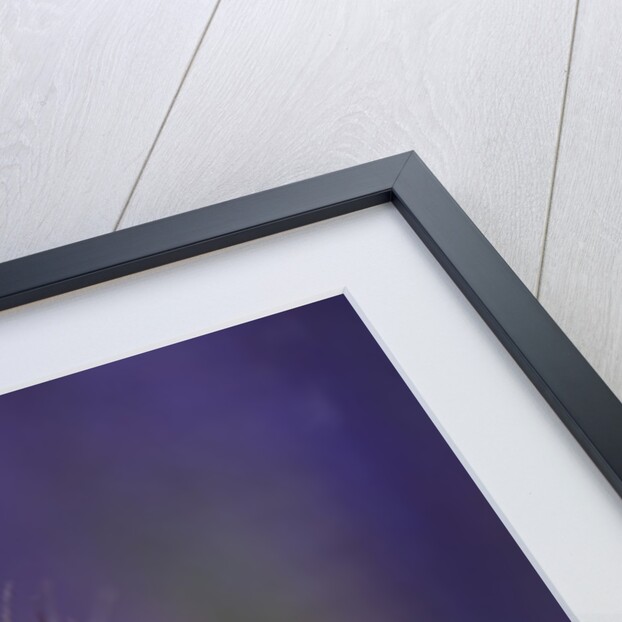 Nigella seedhead by Anonymous