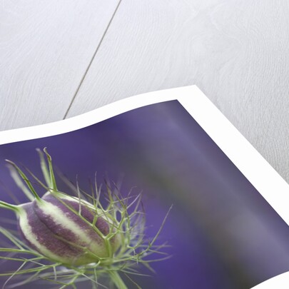 Nigella seedhead by Anonymous
