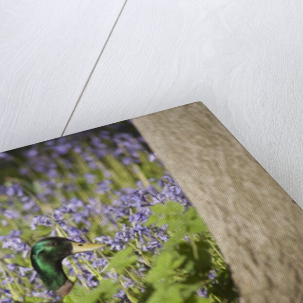 Duck in bluebells by Anonymous