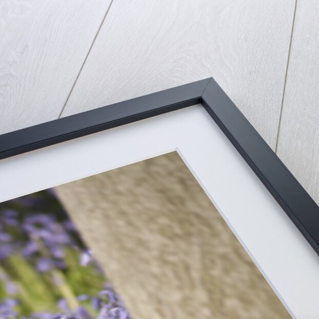 Duck in bluebells by Anonymous