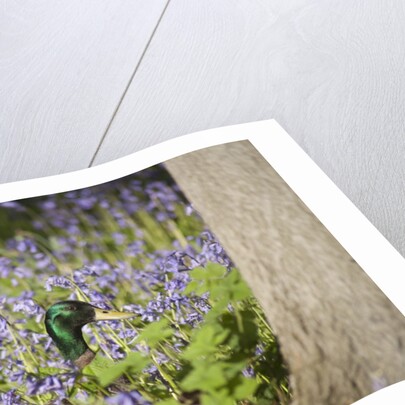 Duck in bluebells by Anonymous