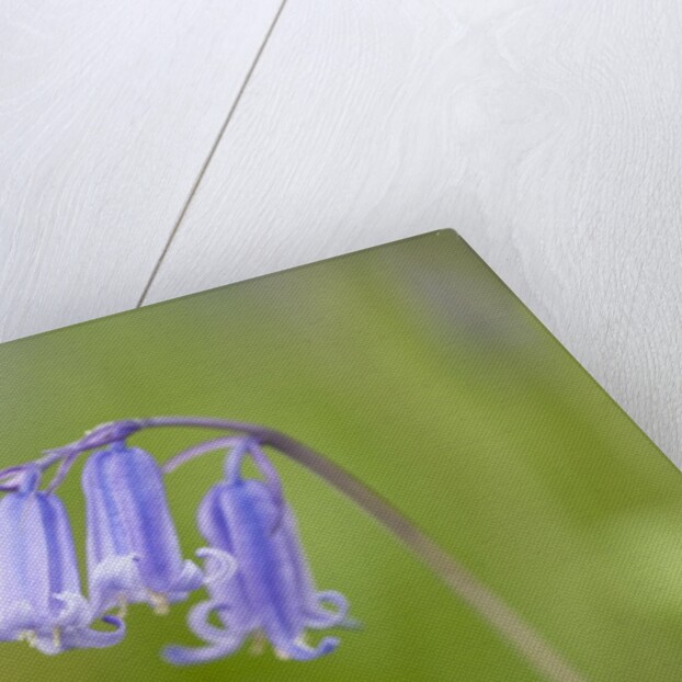 Bluebell by Anonymous