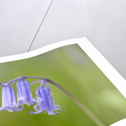 Bluebell by Anonymous