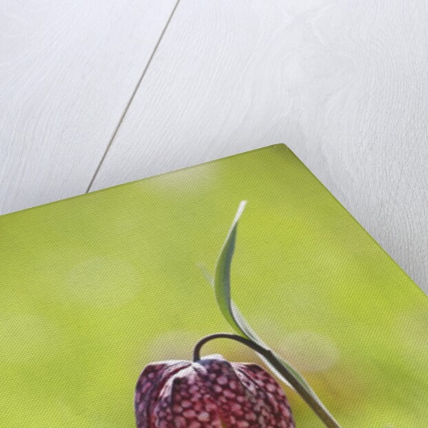 Snake's head fritillary by Anonymous