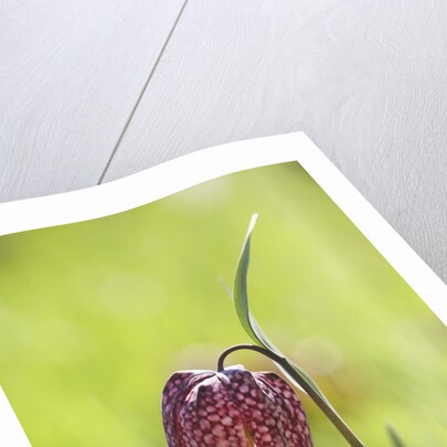 Snake's head fritillary by Anonymous