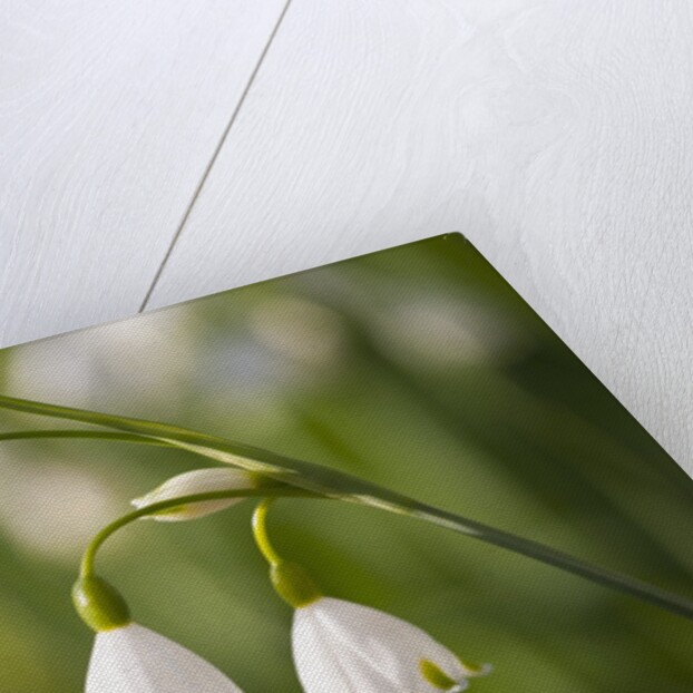 Three ,white, drooping flowers by Anonymous