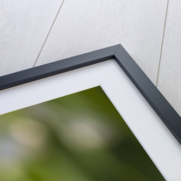 Three ,white, drooping flowers by Anonymous