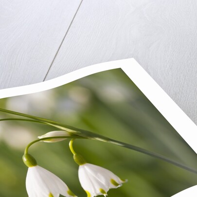 Three ,white, drooping flowers by Anonymous