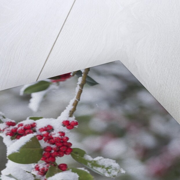 Red berries in the snow by Anonymous