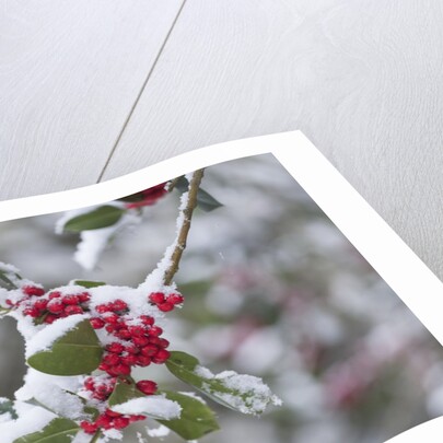 Red berries in the snow by Anonymous
