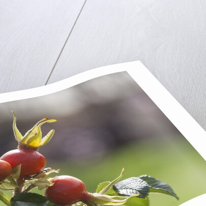 Rosehips by Anonymous