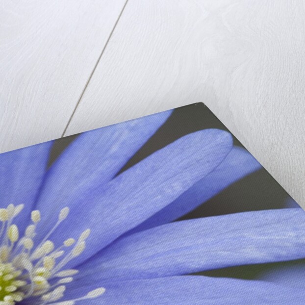 Blue daisy by Anonymous