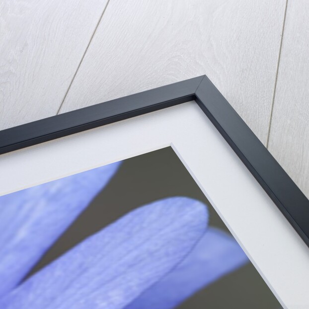 Blue daisy by Anonymous