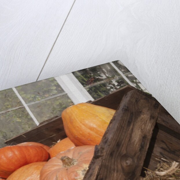 Pumpkins in a box by Anonymous